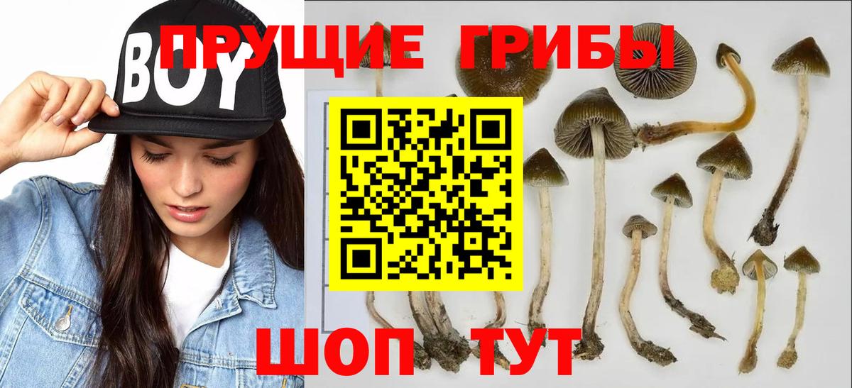 Псилоцибиновые грибы GOLDEN TEACHER Кондопога